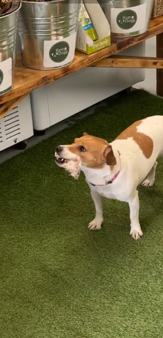 A Jack Russell-type dog standing on the artificial grass area inside the shop beside a shelf of treat tubs