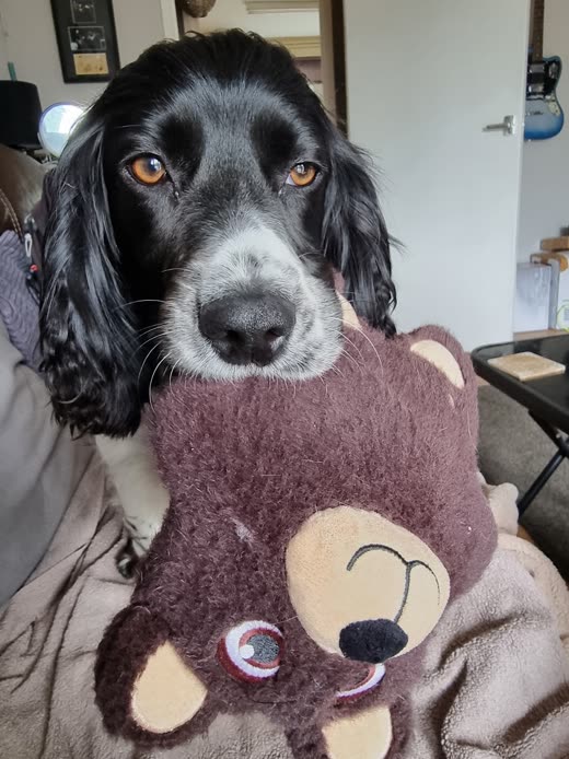 A cocker spaniel resting on a sofa hugging a brown teddy bear toy